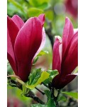 Магнолія лілієквіткова Нігра | Магнолия лилиецветная Нигра | Magnolia liliiflora Nigra